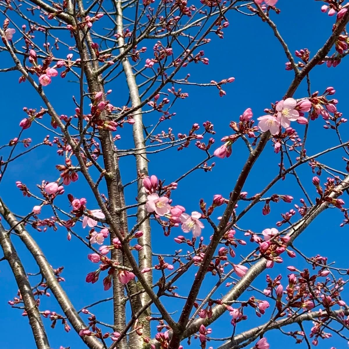 Vårblommande magnolia i full blom skapar en magisk atmosfär omkring Hills Cottage. Naturens skönhet och lugn i bergsmiljön.