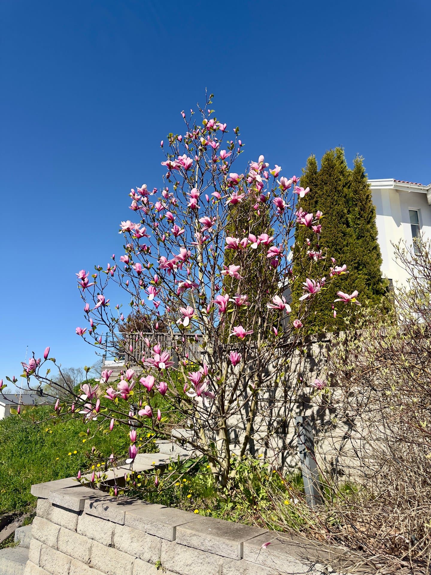 Vårens skönhet möter Hills Cottage! Den vackra magnolian blomstrar i fulla krafter och skapar en magisk atmosfär kring villan. En perfekt introduktion till naturens lugn och skönhet.