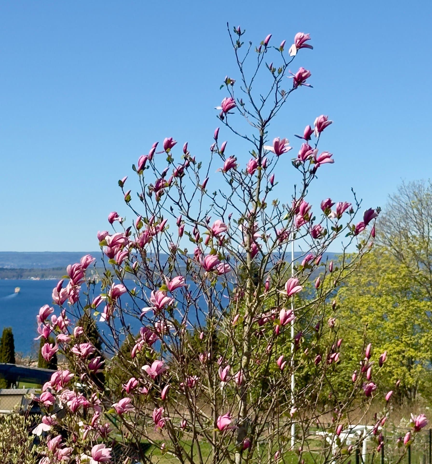 Vårblommande magnolia med utsikt över Vätterns blå vatten och berglandskapet. En naturlig skönhet som omger Hills Cottage.